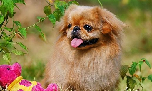 北京犬怎么喂養(yǎng)?京巴犬多少錢一只?