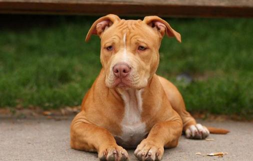 比特犬多少錢一只?比特犬是什么狗?