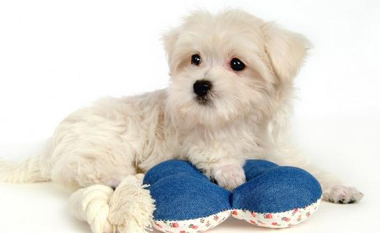 比熊犬多少錢一只?比熊犬如何喂養?