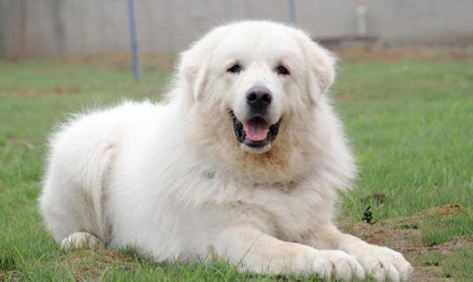 大白熊犬如何喂養(yǎng)？大白熊犬怎樣訓練？