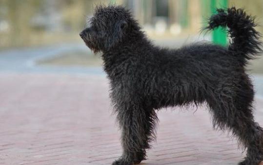 波利犬如何喂養?波利犬多少錢一只?