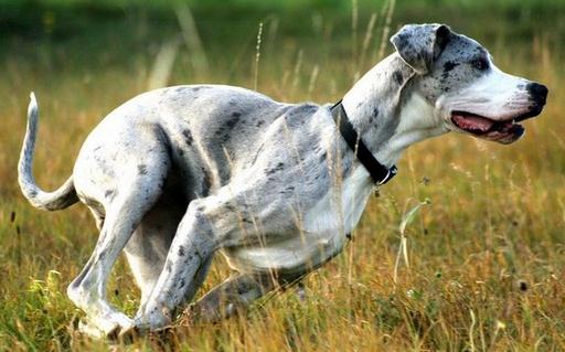 大丹犬多少錢一只？大丹犬怎么喂養？