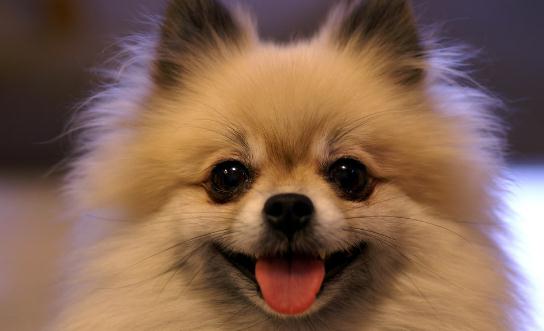 博美狗狗多少錢一條？博美犬怎么訓(xùn)練？