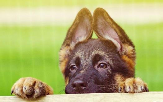 德牧多少錢能買到？德牧怎么喂養(yǎng)？