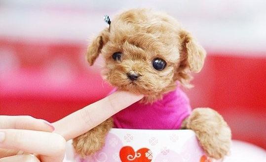 茶杯犬是什么?茶杯犬多少錢一條?