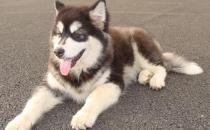 阿拉斯加雪橇犬怎么訓練？