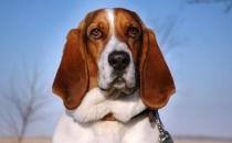 巴吉度犬如何喂養？巴吉度犬是什么？