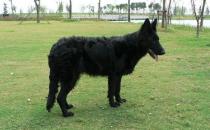 比利時(shí)牧羊犬的簡介-比利時(shí)牧羊犬喂養(yǎng)