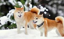 柴犬多少錢一只？柴犬如何喂養(yǎng)？