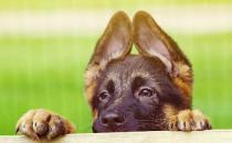 德牧多少錢能買到？德牧怎么喂養？