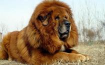 藏獒多少錢一條？藏獒怎么訓練？