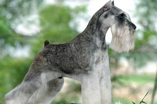 雪納瑞多少錢一條?雪納瑞怎么喂?