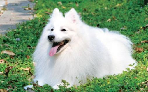 銀狐的特征-銀狐犬怎么喂養?