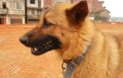 中華田園犬是什么狗？中華田園犬怎樣訓練？