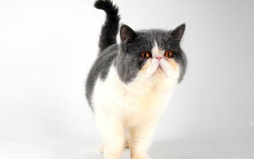 巴厘貓是怎樣的？巴厘貓的生活習性