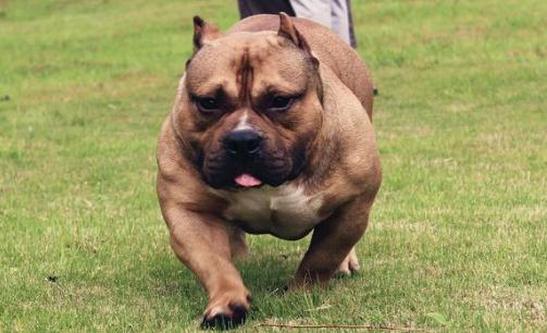 惡霸犬是怎樣的?惡霸犬怎樣喂養(yǎng)?