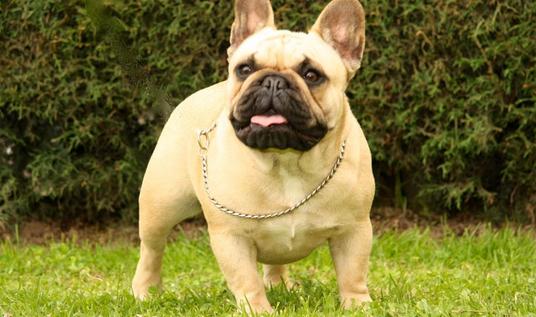 法國斗牛犬怎么養？法國斗牛犬怎么訓練？