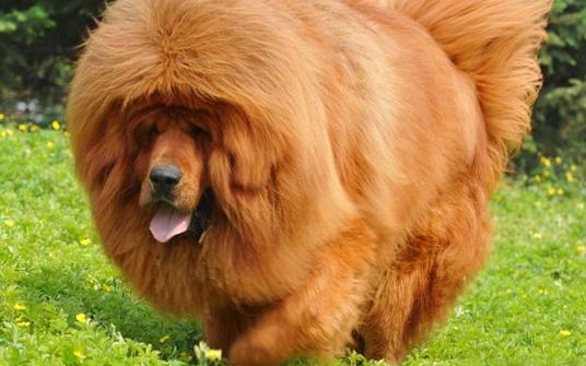 高加索犬是什么品種?高加索犬怎么養(yǎng)?