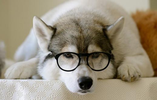 哈士奇怎么訓練?哈士奇吃什么?