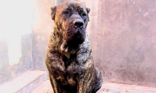 加納利犬多少錢能買到？加納利犬怎么養(yǎng)？