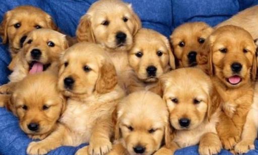 金毛多少錢一條?金毛犬如何喂養(yǎng)?