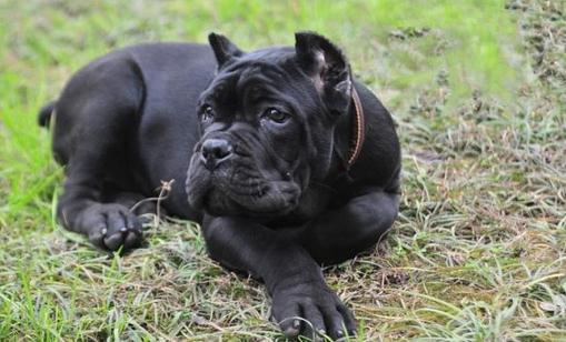 卡斯羅犬多少錢一條?卡斯羅犬怎樣訓練?