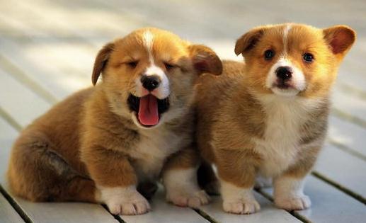 柯基犬如何喂養?柯基犬怎樣訓練?