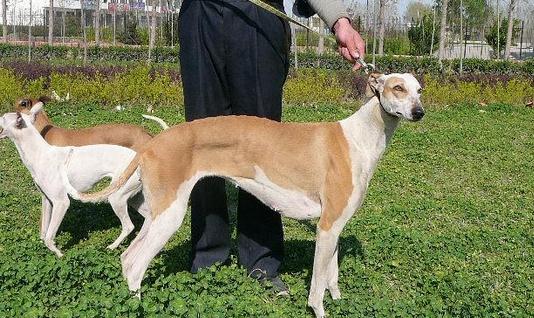 靈緹犬如何喂養?靈緹犬是什么狗?