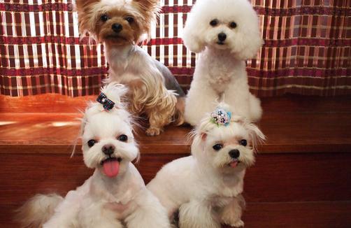 馬爾濟斯犬如何喂養？馬爾濟斯犬怎樣訓練？