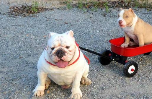 美國惡霸犬是什么?美國惡霸犬怎么養(yǎng)?