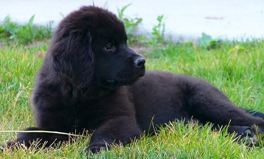 紐芬蘭犬是什么狗?紐芬蘭犬如何喂養?
