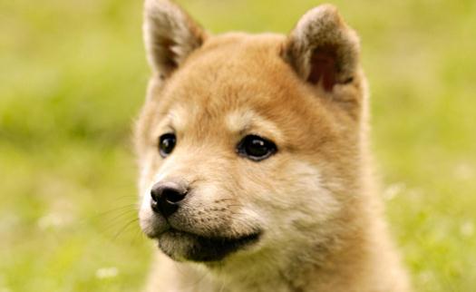 秋田犬是什么品種？秋田犬怎么養？