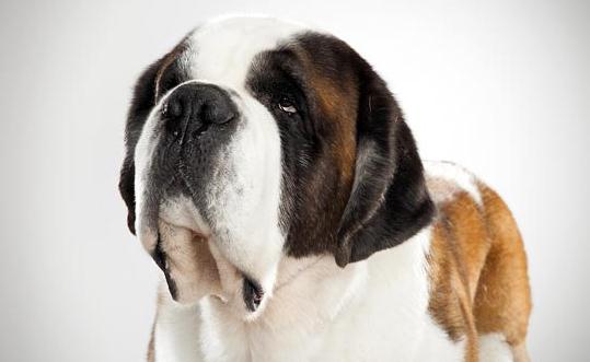 圣伯納犬如何訓練？圣伯納犬怎么養？