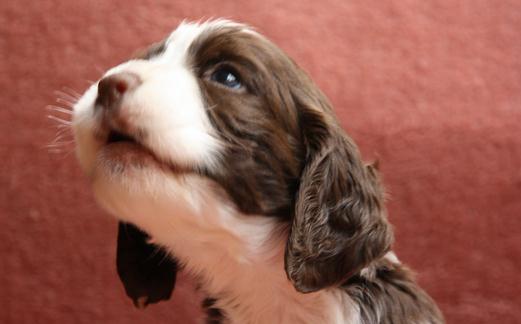 史賓格犬如何喂養?史賓格犬的簡介