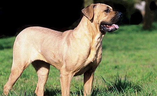 土佐犬是什么狗?土佐犬怎么養?