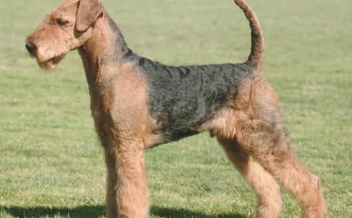 萬能梗的簡介-萬能梗怎么養？