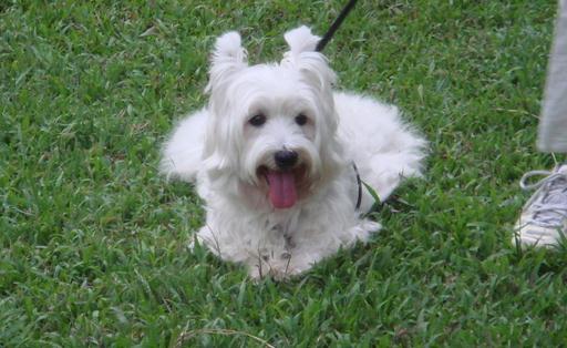 西高地白梗多少錢一條？西高地白梗怎么養？