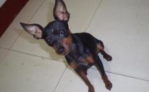 小鹿犬怎么訓練？小鹿犬多少錢一條？