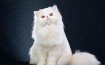 波斯貓的生活習性-波斯貓怎么養(yǎng)？