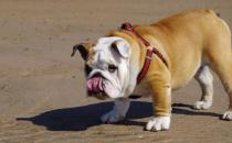 斗牛犬如何喂養？斗牛犬怎么訓練？