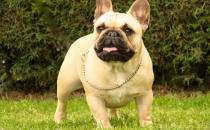 法國斗牛犬怎么養(yǎng)？法國斗牛犬怎么訓(xùn)練？