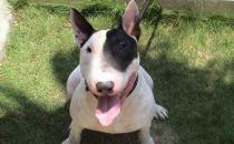 梗犬是什么樣的？梗犬怎么養？