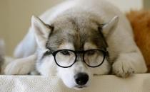 哈士奇怎么訓練？哈士奇吃什么？