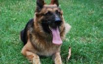 黑貝怎么訓(xùn)練？黑貝多少錢一條？