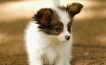 蝴蝶犬多少錢能買到？蝴蝶犬怎么訓(xùn)練？