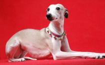 惠比特犬是什么？惠比特犬怎么養(yǎng)？