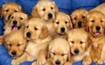 金毛多少錢一條？金毛犬如何喂養(yǎng)？