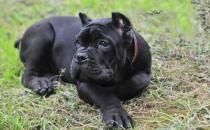 卡斯羅犬多少錢一條？卡斯羅犬怎樣訓練？