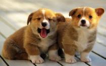 柯基犬如何喂養(yǎng)？柯基犬怎樣訓(xùn)練？