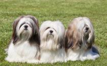 拉薩犬是什么？拉薩犬多少錢能買？